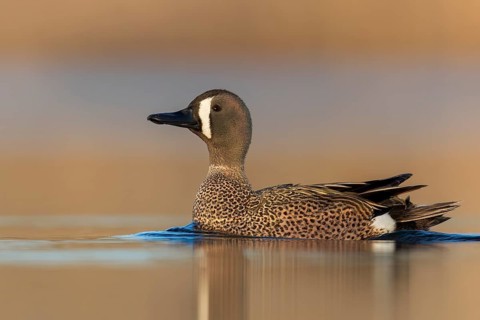 Blue-winged Teal (Anas discors) swimming in a pond in Manitoba, Canada