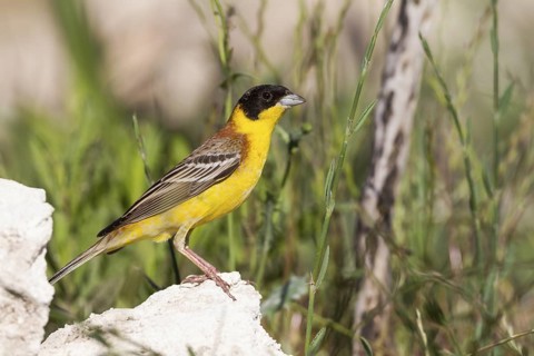 Black-headed Bunting - Kappenammer - Emberiza melanocephala, Cyprus, adult male