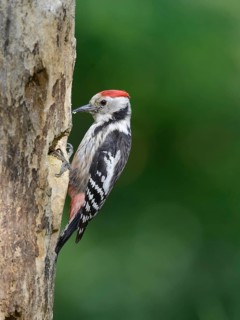 Middle Spotted Woodpecker (Dendrocoptes medius), Lower Saxony, Germany