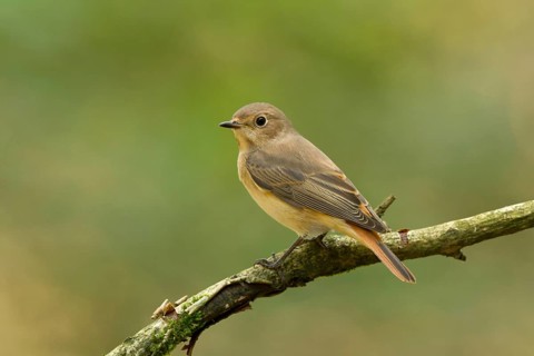 Common Redstart (Phoenicurus phoenicurus) female, Utrecht, Netherlands