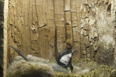 Great Tit (Parus major) nest, Saxony, Germany