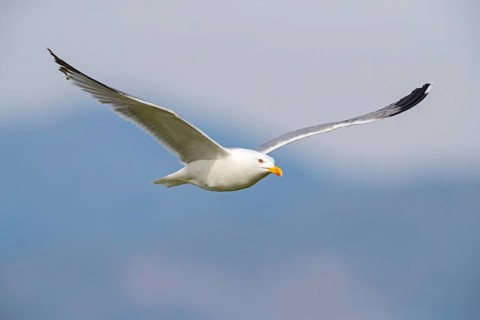 Mittelmeermöwe, Western Yellow-legged Gull, Mediterranean Yellow-legged Gull, Yellow-legged Gull,