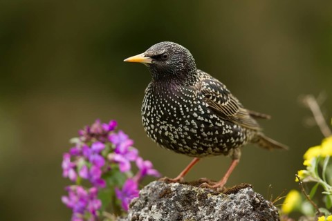 Common Starling (Sturnus vulgaris) female, Bavaria, Germany