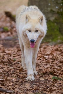 A white wolf crosses the reddish-brown foliage in autumn forest, Arctic wolf (Canis lupus arctos),
