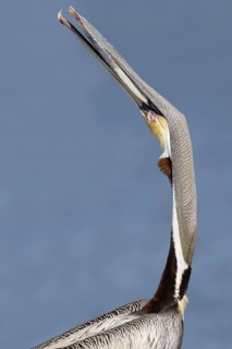 Brown Pelican (Pelecanus occidentalis), Florida, USA