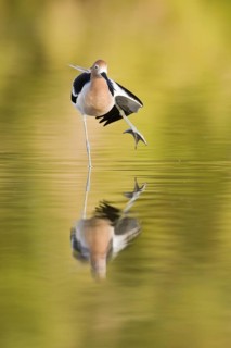 American Avocet (Recurvirostra americana), Arizona, USA