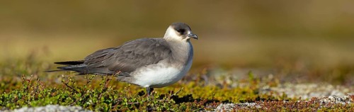 Parasitic skua, (Stercorarius parasiticus), animals, birds, seabird of the Stercorariidae family),