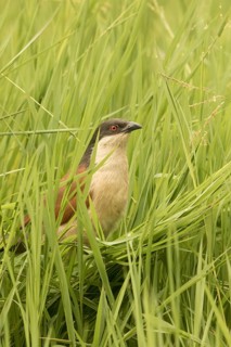 Senegal Coucal (Centropus senegalensis), Gambia