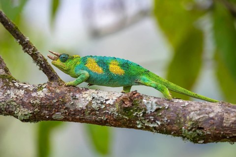 Three-horned chameleon (Trioceros jacksonii), male, on a branch, Bwindi Impenetrable Forest