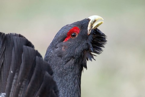 Western Capercaillie (Tetrao urogallus) male calling, Nizhegorodskaya, Russia