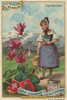Picture series Alpine flowers, cyclamen, cyclamen in Glarus, Switzerland, Liebig picture, digitally