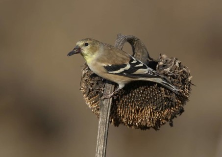 American Goldfinch (Spinus tristis), Ohio, USA