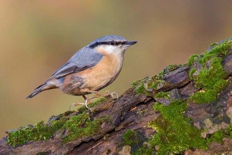 Eurasian Nuthatch (Sitta europaea) perched on a tree trunk, Poland