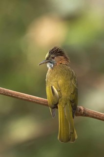 Mountain Bulbul (Ixos mcclellandii), Darjeeling, India