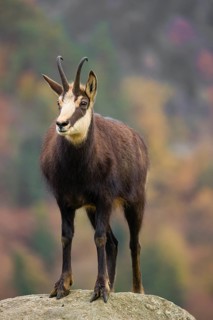 An adult Chamois (Rupicapra rupicapra) stands on a rock. A forest in fall foliage is in the