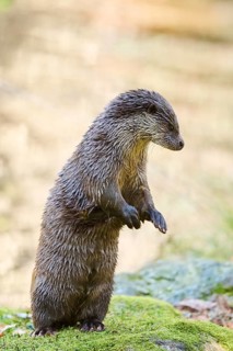 Eurasian otter (Lutra lutra) on a rock in the bavarian forest, Bavaria, Germany