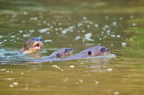 Three otters swimming together in flowing water, giant otter (Pteronura brasiliensis), Pantanal,