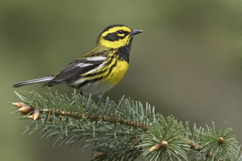 Townsend's Warbler (Setophaga townsendi), British Columbia, Canada