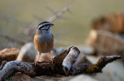 A rock bunting sits gracefully atop branches, displaying its distinctive markings against a blurred