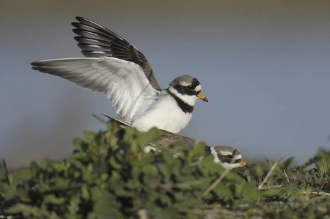 Common Ringed Plover (Charadrius hiaticula), Texel, Netherlands