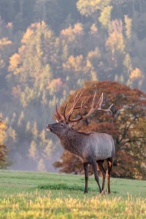 An Altai maral stag (Altai wapiti or Altai moose) (Cervus canadensis sibiricus) stands flehming on