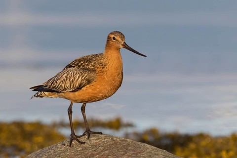 Pfuhlschnepfe, Bar-tailed Godwit, Limosa lapponica, Barge rousse, Aguja Colipinta