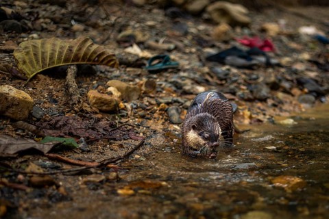 A wet nutria foraging at the edge of a stream amidst rocks and scattered leaves in Khao Sok