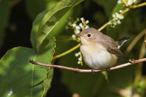 Red-breasted Flycatcher (Ficedula parva), Schleswig-Holstein, Germany