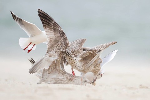 European Herring Gull (Larus argentatus), Schleswig-Holstein, Germany