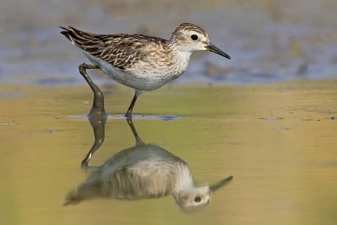 Long-toed Stint (Calidris subminuta) foraging, Western Australia, Australia