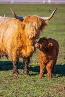 One Highland cow (Bos (primigenius) taurus) stands side by side with her calf on a meadow