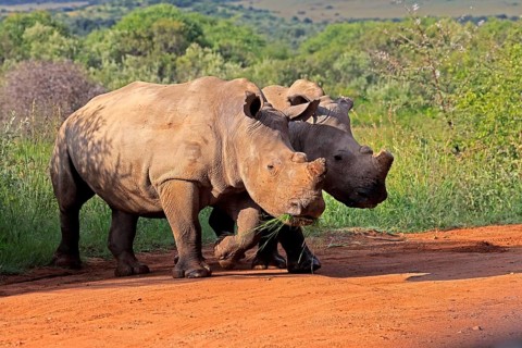 White rhino (Ceratotherium simum), white rhino, adult, two rhinos, foraging, dehorned, horn