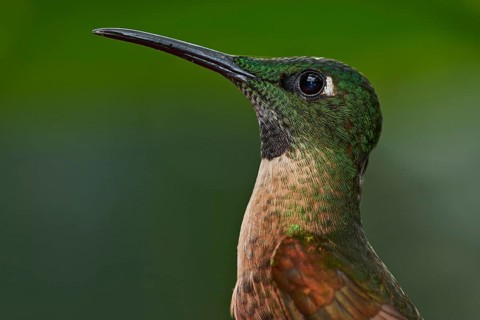 Fawn-breasted Brilliant (Heliodoxa rubinoides), Ecuador
