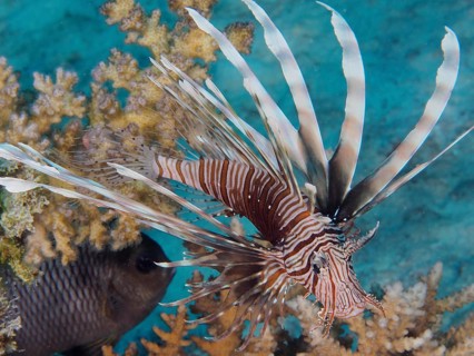 Common lionfish (Pterois miles)