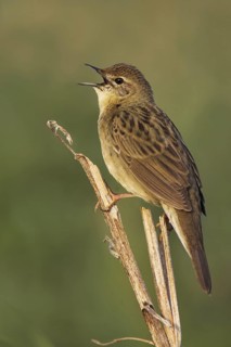 Common Grasshopper Warbler (Locustella naevia) singing, Brandenburg, Germany
