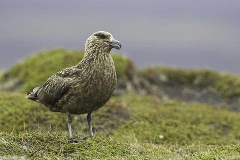 Great Skua (Stercorarius skua), Iceland