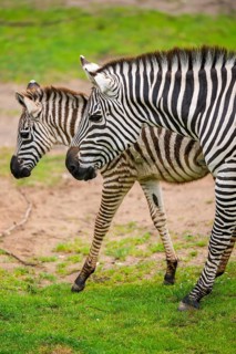 Plains zebra (Equus quagga) mother and foal walking on a meadow, Germany