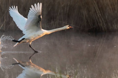 Mute swan (Cygnus olor) taking off from calm water with wings spread and reflection in soft morning