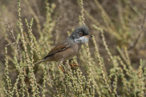 Spectacled Warbler (Sylvia conspicillata) male, Fuerteventura, Spain