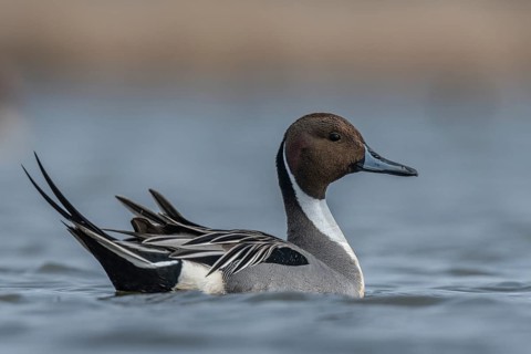 Northern Pintail (Anas acuta) male, Schleswig-Holstein, Germany