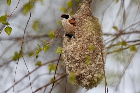 Eurasian Penduline Tit (Remiz pendulinus) male singing at nest, Poland