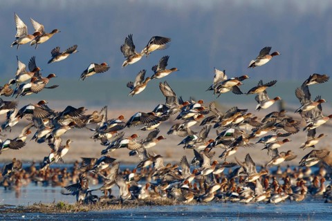 Eurasian Wigeon (Mareca penelope) huge flock flying, Netherlands