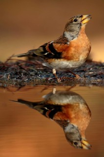 Brambling (Fringilla montifringilla) male, Utrecht, Netherlands