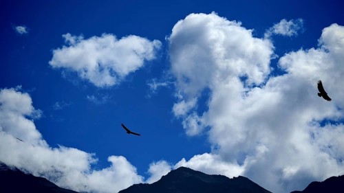 Bright blue sky with white clouds, mountain scenery and flying griffon vultures (Gyps fulvus),