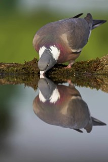 Common Wood Pigeon (Columba palumbus), Rhineland-Palatinate, Germany