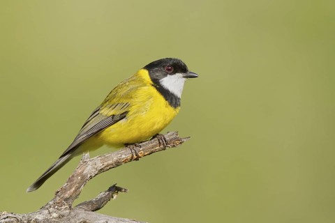 Australian Golden Whistler (Pachycephala pectoralis) male, Western Australia, Australia