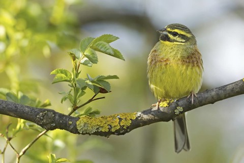 Cirl Bunting (Emberiza cirlus) male, Rhineland-Palatinate, Germany