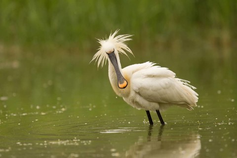 Eurasian Spoonbill (Platalea leucorodia), Serbia