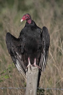 Turkey Vulture (Cathartes aura), Florida, USA
