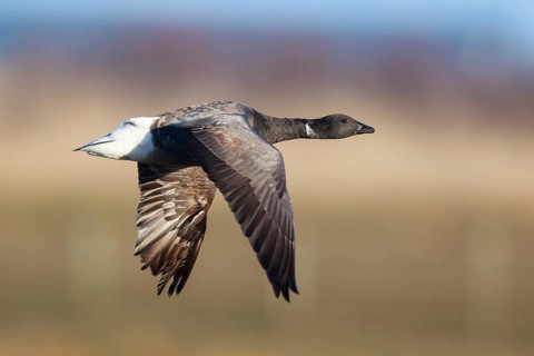 Brant Goose (Branta bernicla) flying, Netherlands